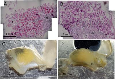 Invariant Gametogenic Response of Dominant Infaunal Bivalves From the Arctic Under Ambient and Near-Future Climate Change Conditions